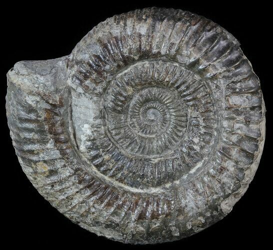 Dactylioceras Ammonite Fossil - England #52637